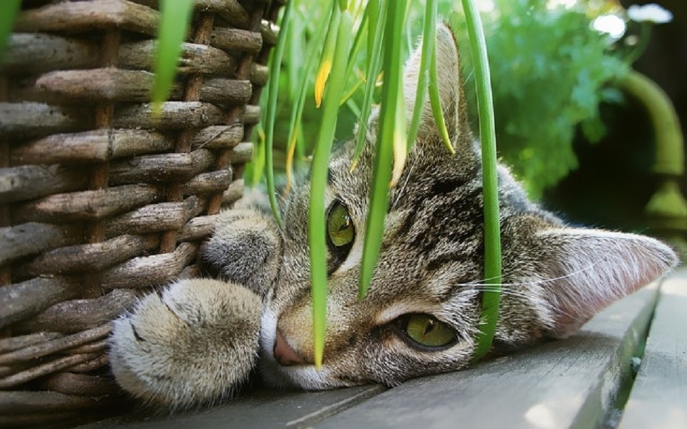 cat garden