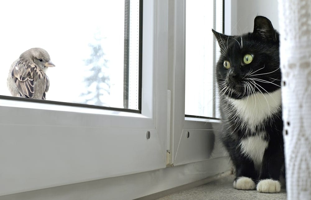 cat watching bird window cat watching bird window