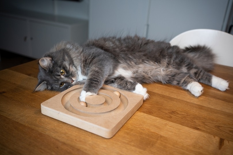 Grey cat playing with puzzle toy