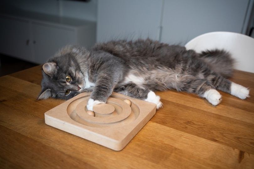 Grey cat playing with puzzle toy Grey cat playing with puzzle toy