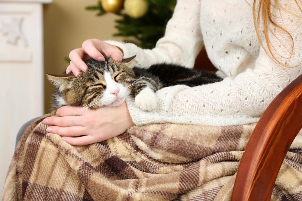 woman in chair with cat on lap sleeping by tree woman in chair with cat on lap sleeping by tree