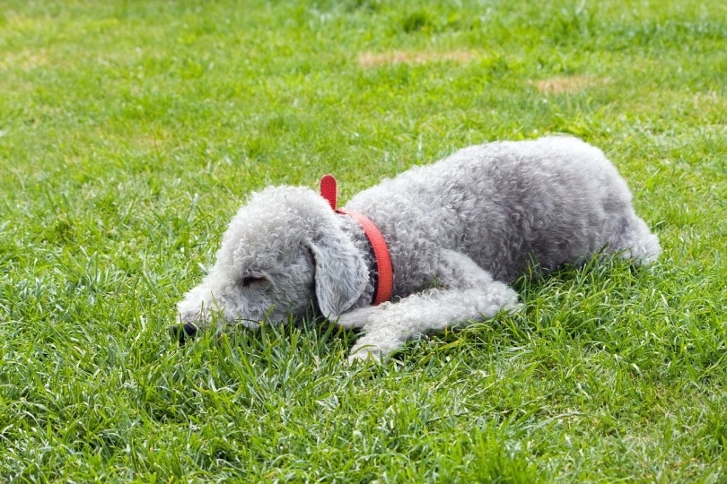 Lamb looking dog hotsell