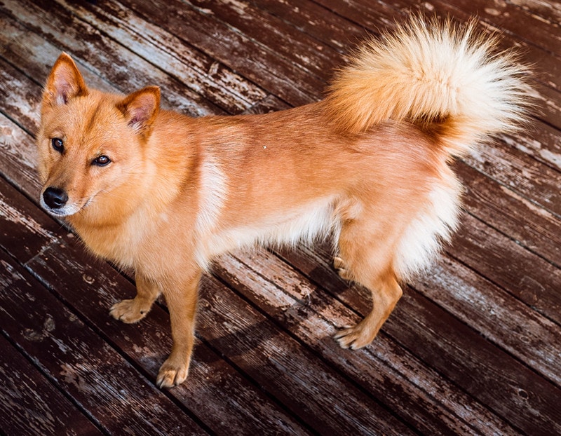 Finnish Spitz Mixed Breeds