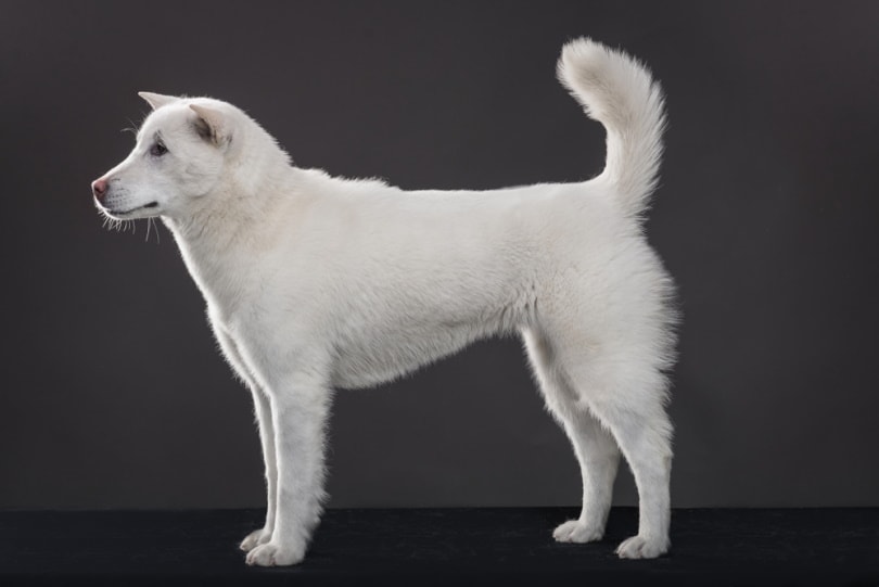 Kishu ken dog on dark background