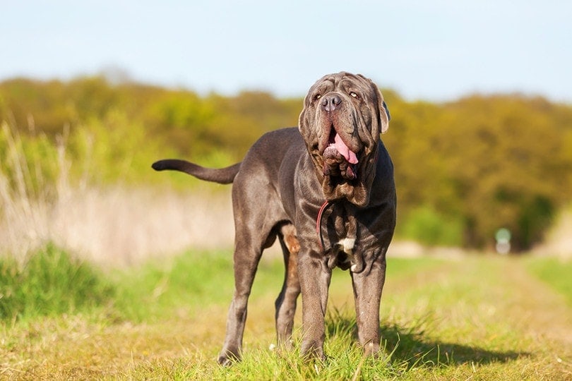 Neapolitan Mastiff standing in the meadow