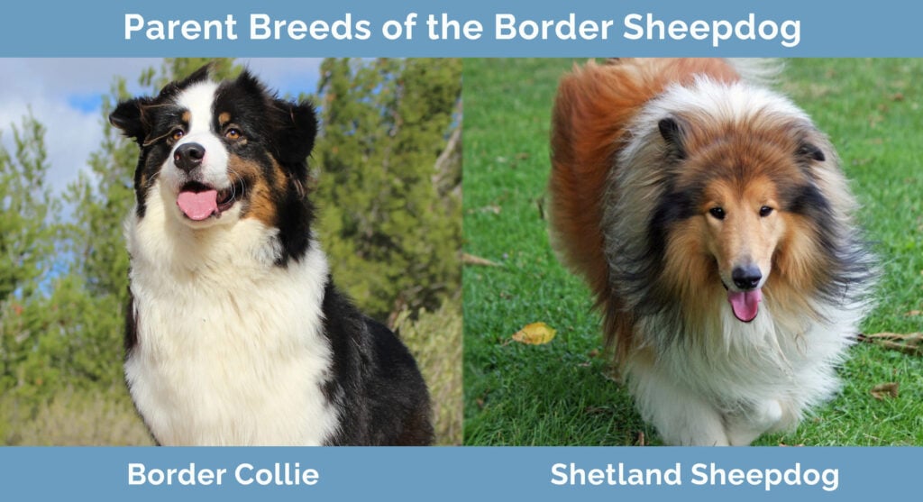 Border Colie Airland Borders & Shelties