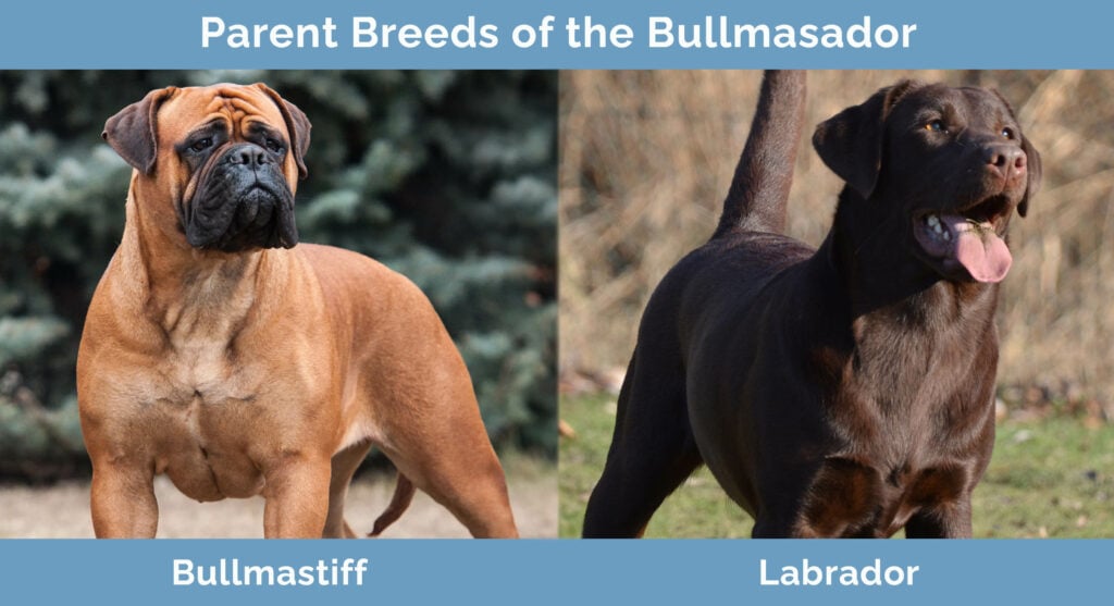 Bullmastiff yellow lab sales mix