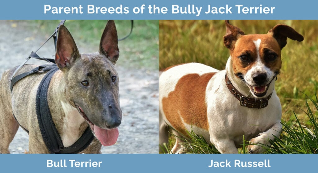 Bull terrier store x jack russell