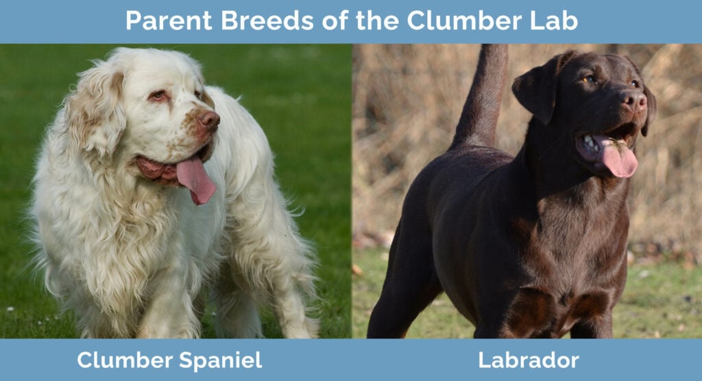 Parent Breeds of the Clumber Lab