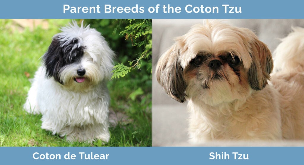 Shih tzu coton de tulear mix online for sale