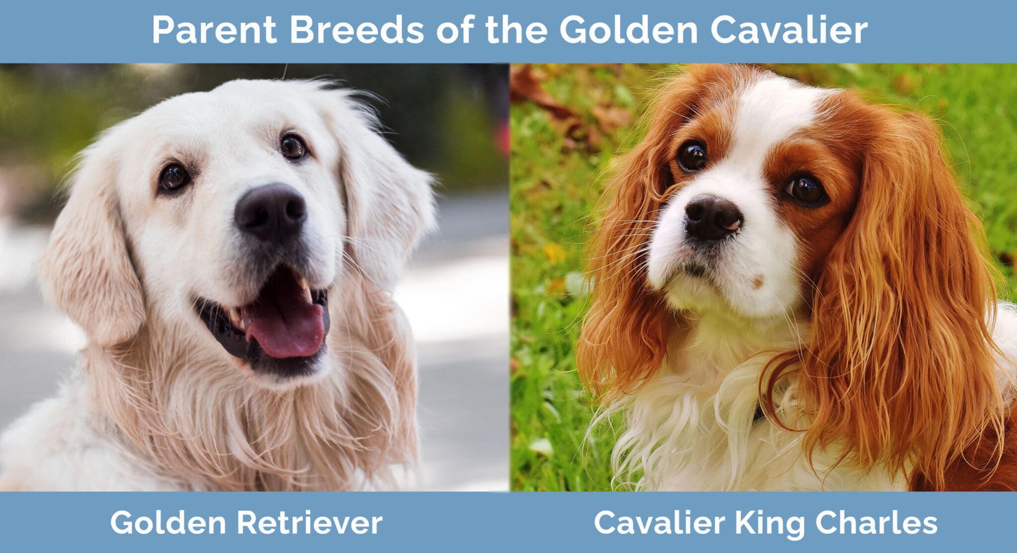 Golden Cavalier (Golden Retriever & Cavalier King Charles Mix): Info