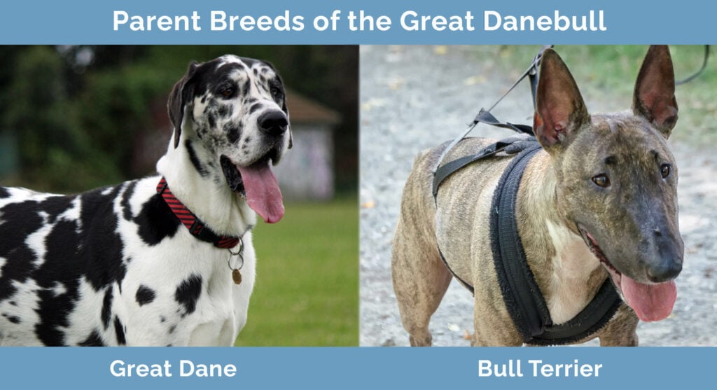Great danebull for best sale sale