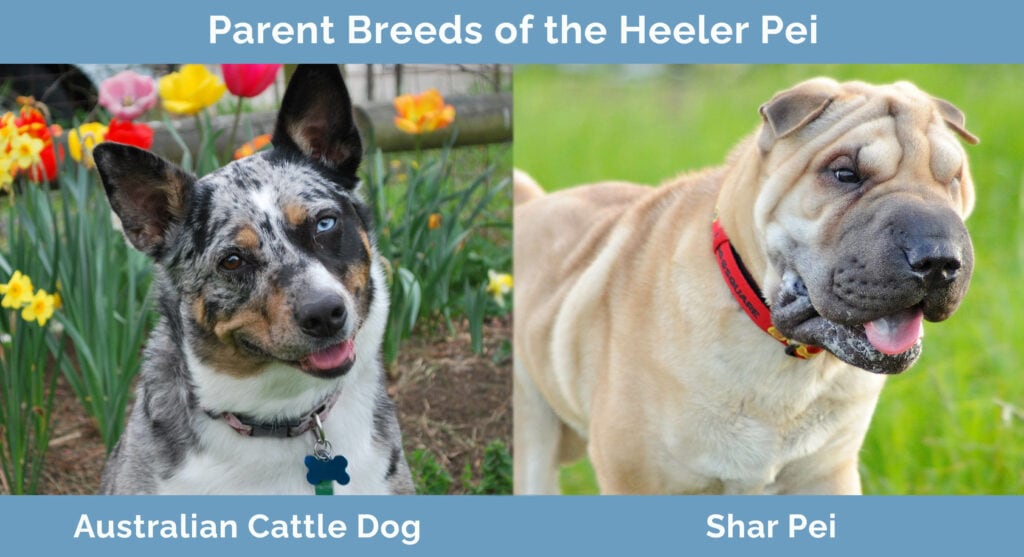 Blue heeler shop shar pei mix