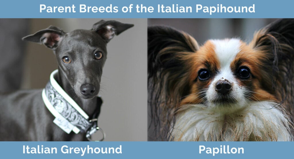 Parent Breeds of the Italian Papihound