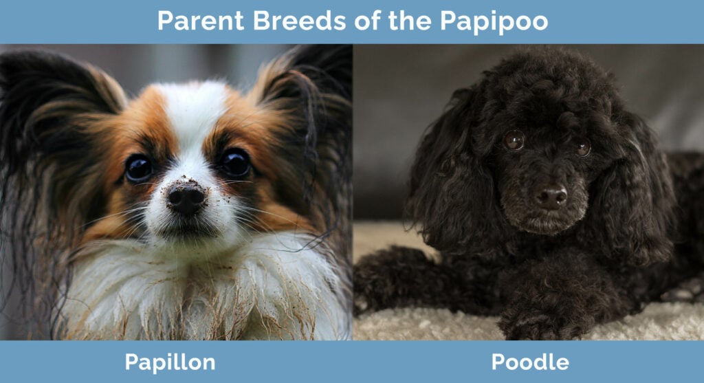 Papillon poodle best sale