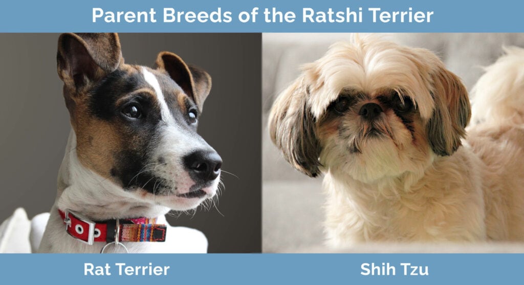 Parent Breeds of the Ratshi Terrier