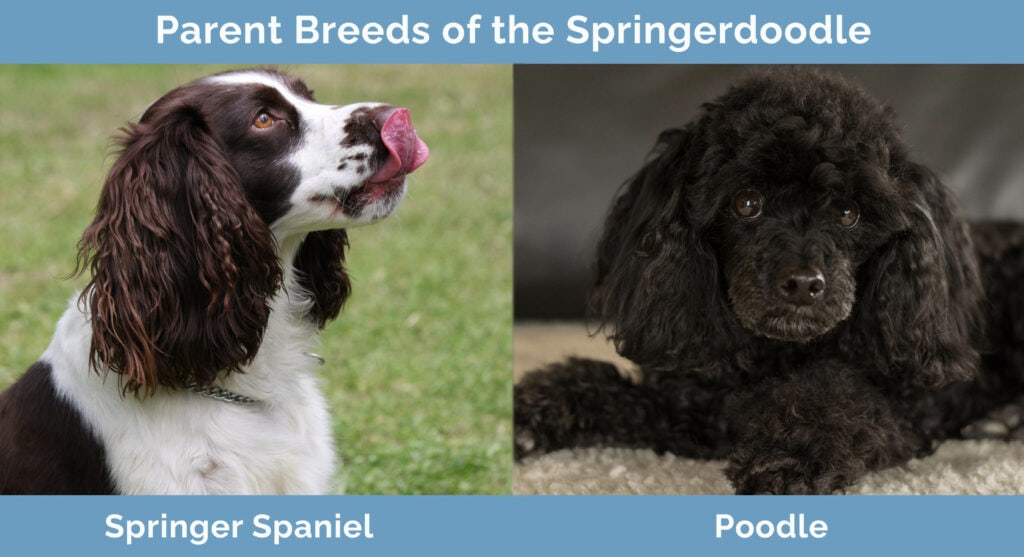 Parent Breeds of the Springerdoodle