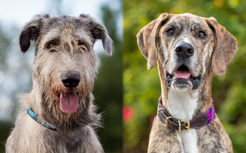 Parent breeds of the Irish Dane