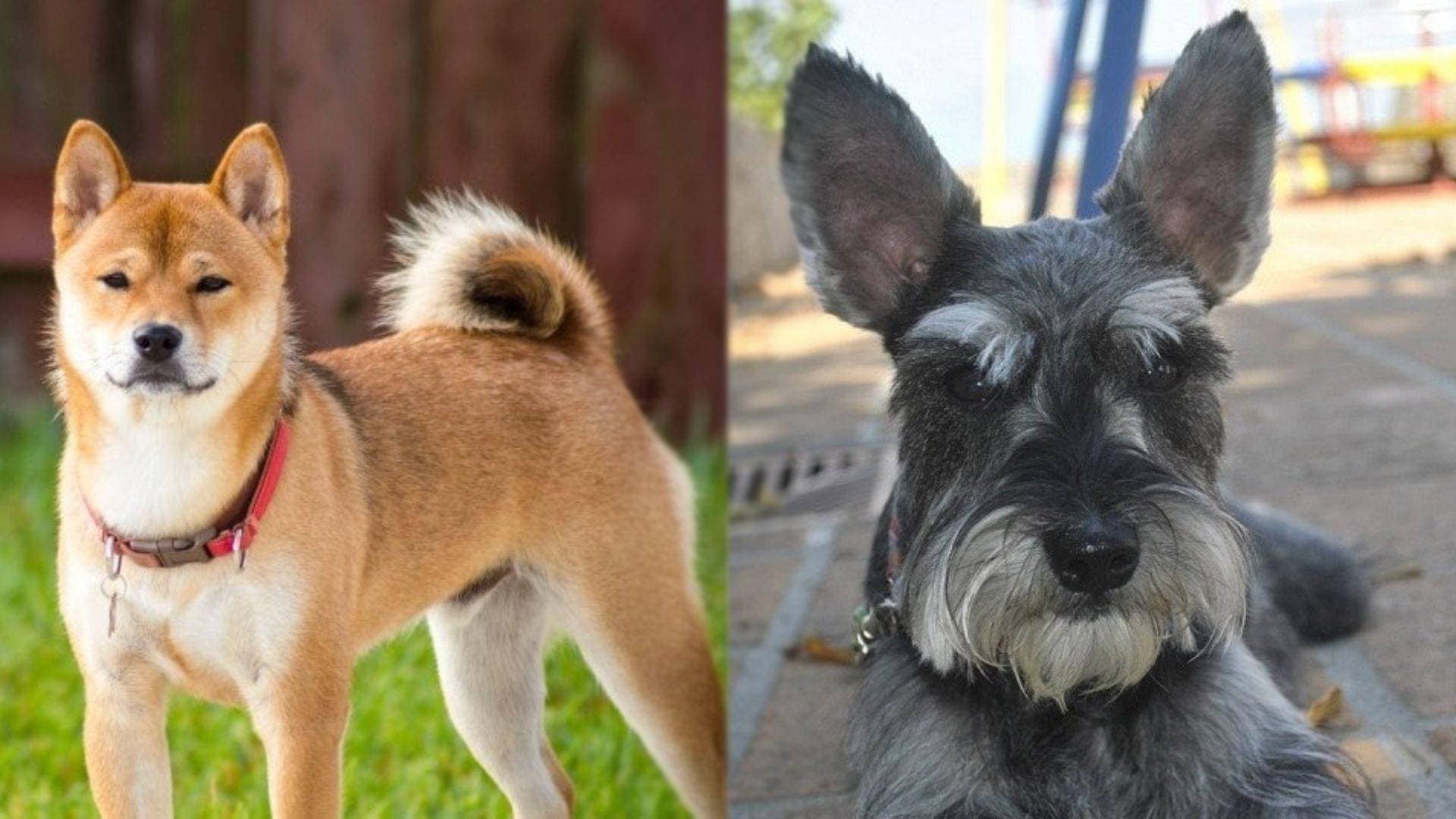 Shiba Cairn Terrier