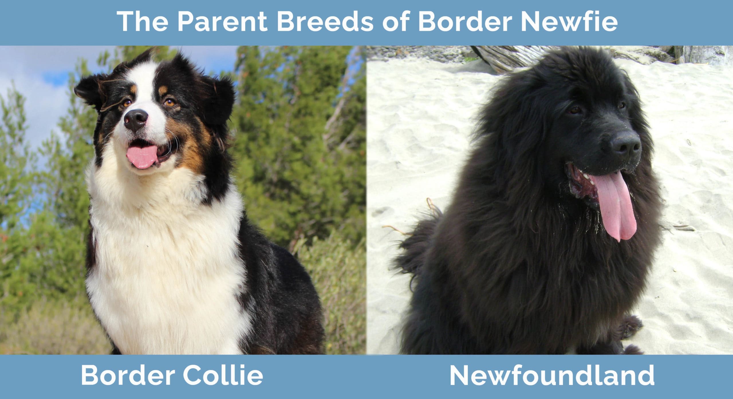 Rough collie hot sale newfoundland mix