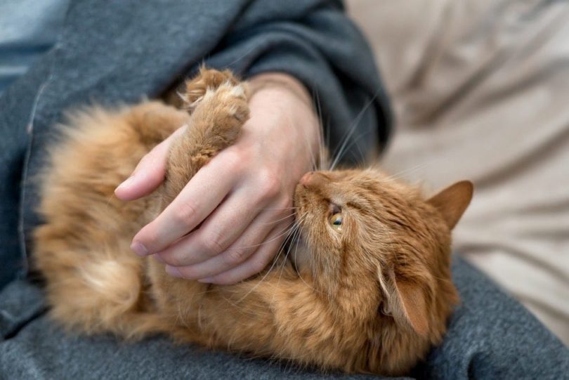 red domestic cat bites owners hand