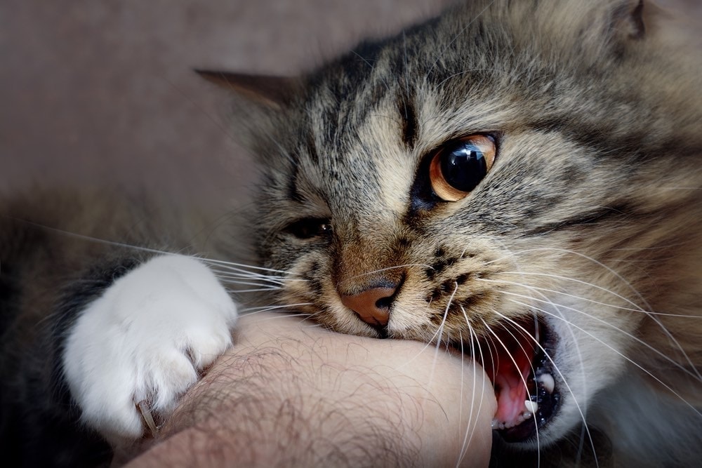 mèo hung dữ hoặc nghịch ngợm cắn tay người