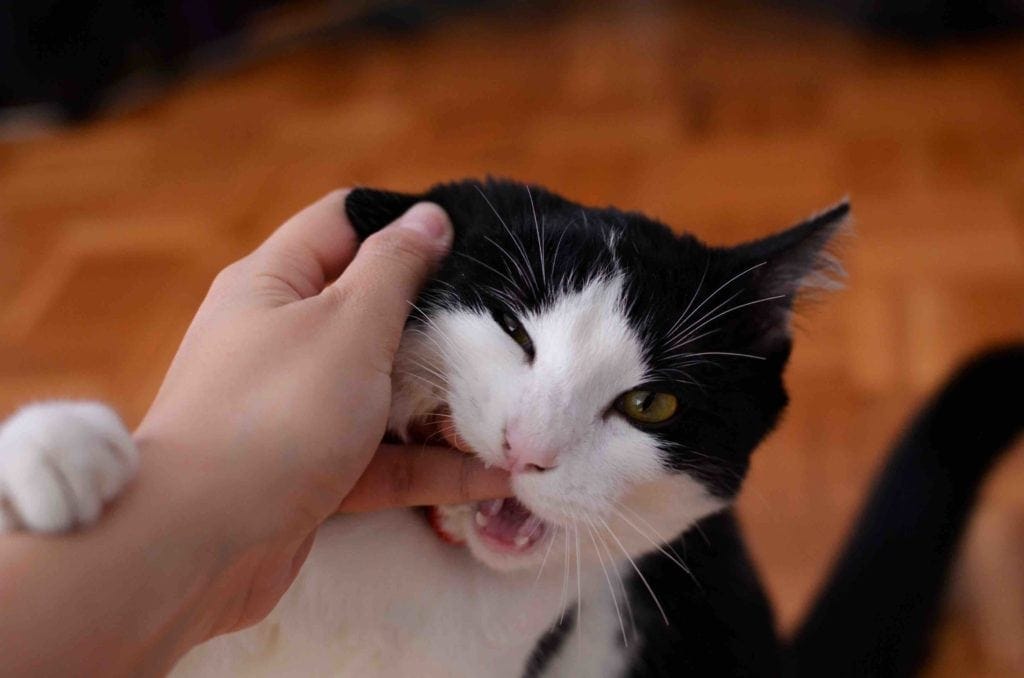 white and black cat biting finger
