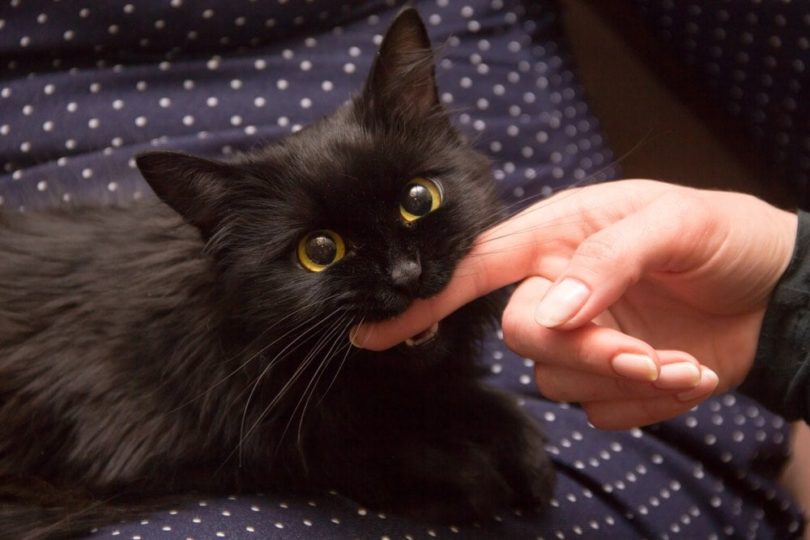 schwarze Katze spielt mit Frauenhand und beißt in den Finger