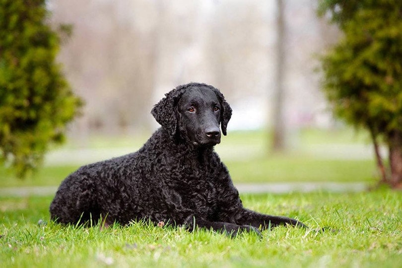 are curly coated retriever good with kids