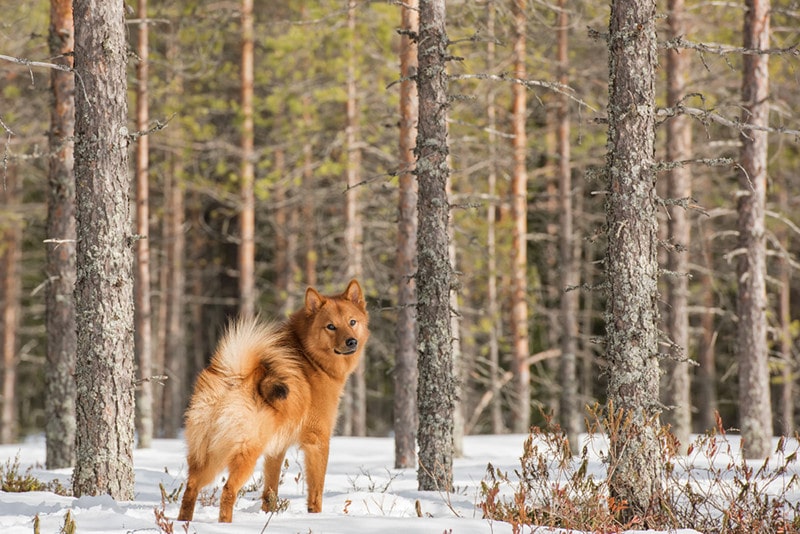brown Finnish Spitz on the snowy