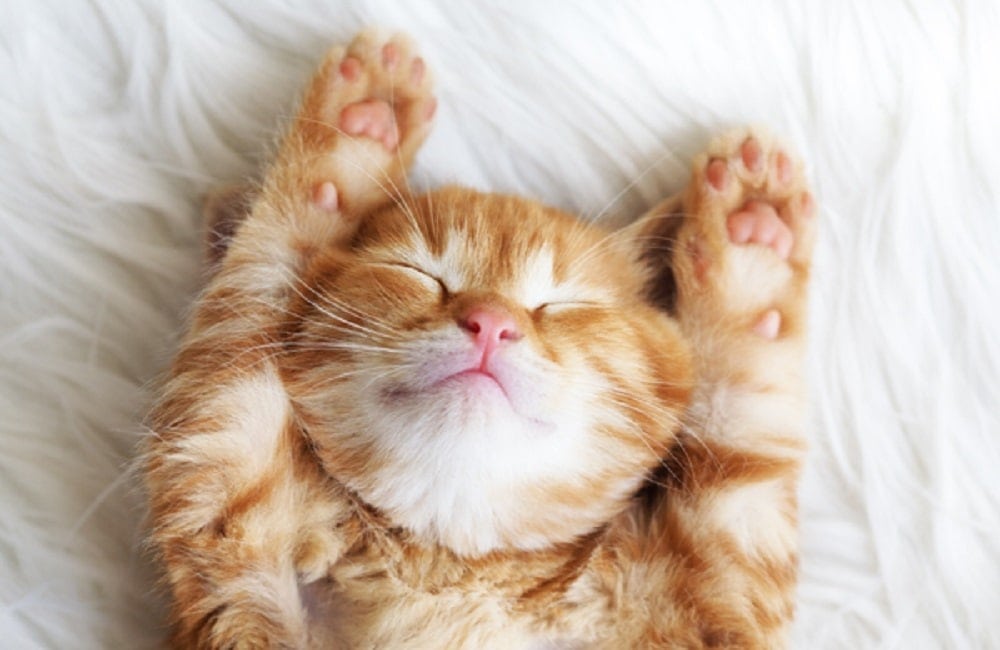 orange kitten sleeping stretching