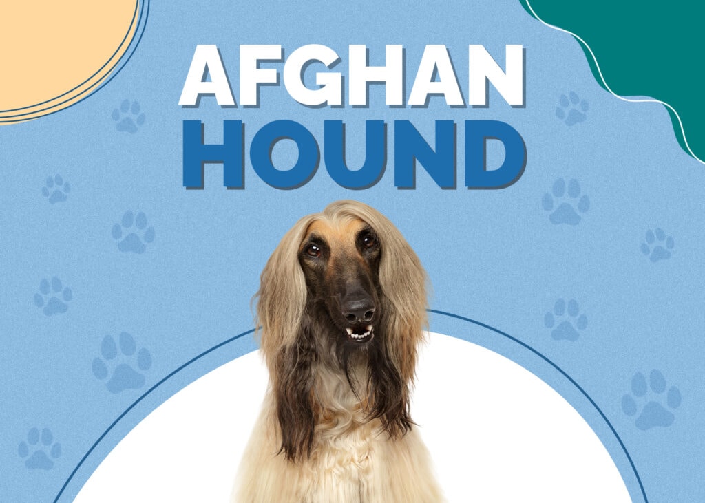 Afghan Hound Dog