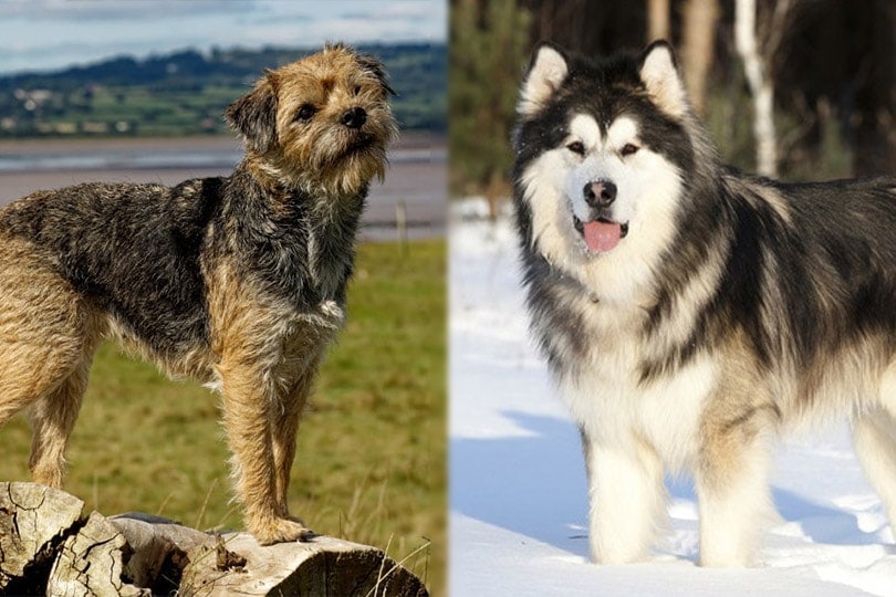 Border Terrier and Alaskan Malamute