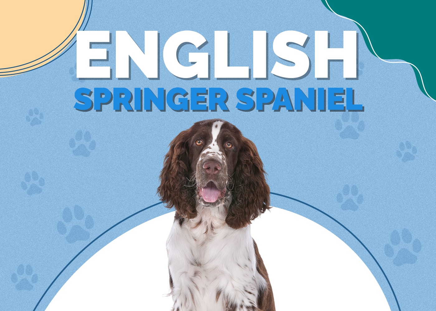 English Springer Spaniel