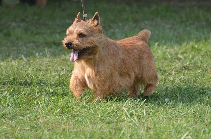 Glen of Imaal Terrier walking on grass outdoor