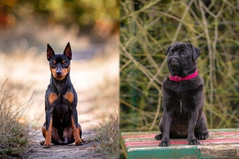 pug mini pinscher mix