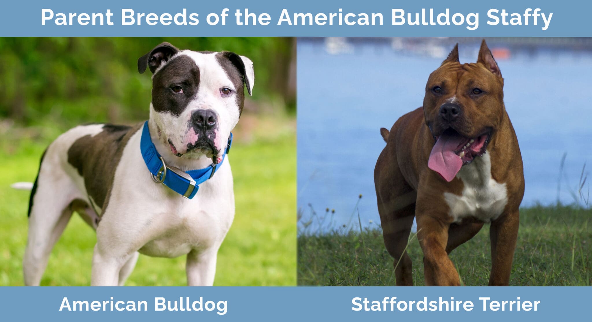 American Bulldog Staffy American Bulldog Staffordshire Terrier Mix American Bulldog Staffy American Bulldog Staffordshire Terrier Mix
