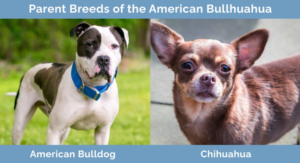 Parent Breeds of the American Bullhuahua