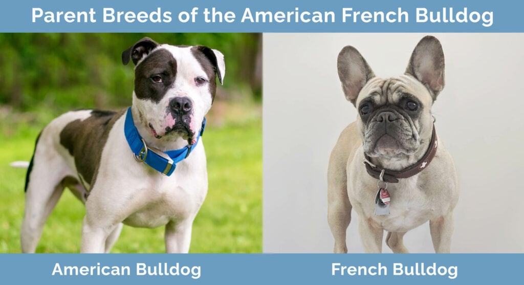 Parent Breeds of the American French Bulldog