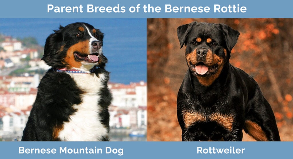 Parent Breeds of the Bernese Rottie
