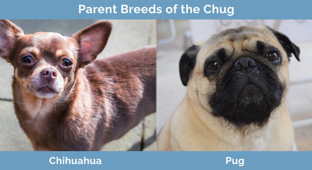 Chug facts best sale
