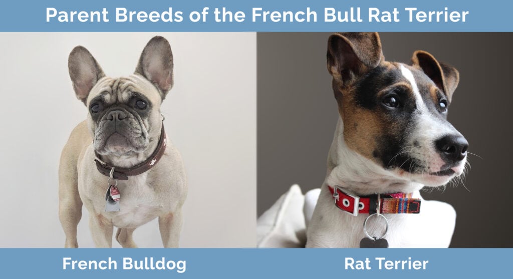 Parent Breeds of the French Bull Rat Terrier