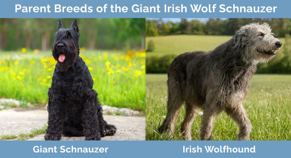 Irish sales wolfhound schnauzer