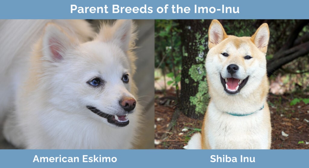 Shiba inu american eskimo mix best sale for sale