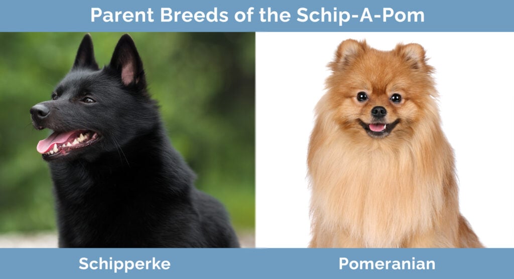 Schip-A-Pom (Schipperke Pomeranian Mix): Info, | Hepper