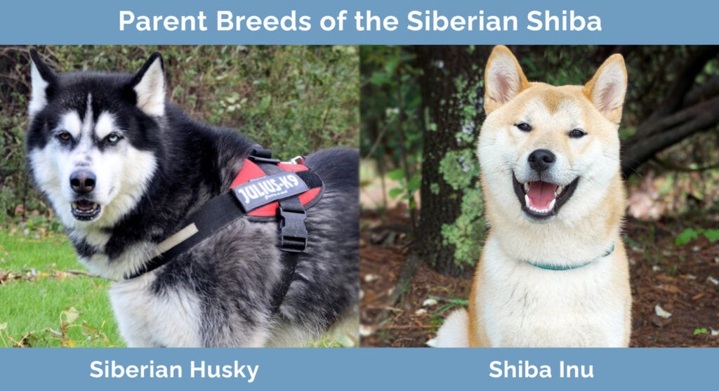 Parent Breeds of the Siberian Shiba