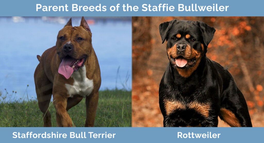 Staffordshire Bull Terrier & Rottweiler Mix (Staffie Bullweiler) Info,  Pictures, Facts | Hepper