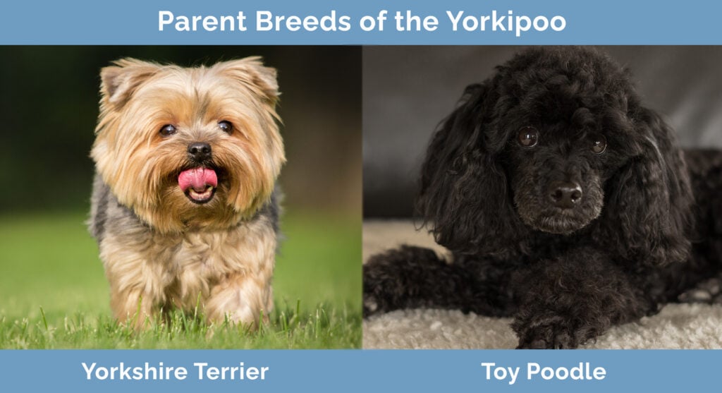 Yorkipoo Yorkshire Terrier Toy