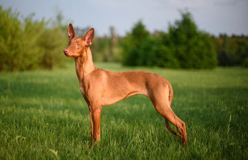 are pharaoh hound aggressive