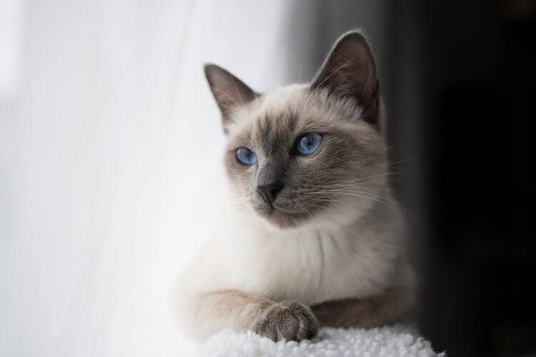 Siamese cat with Blue Eyes